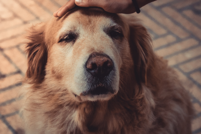 A golden retriever being petted on the head by a person&rsquo;s hand.